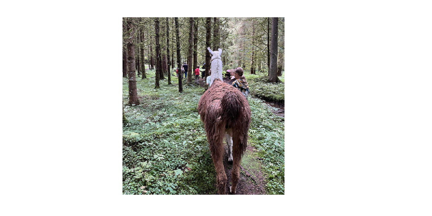 Lama